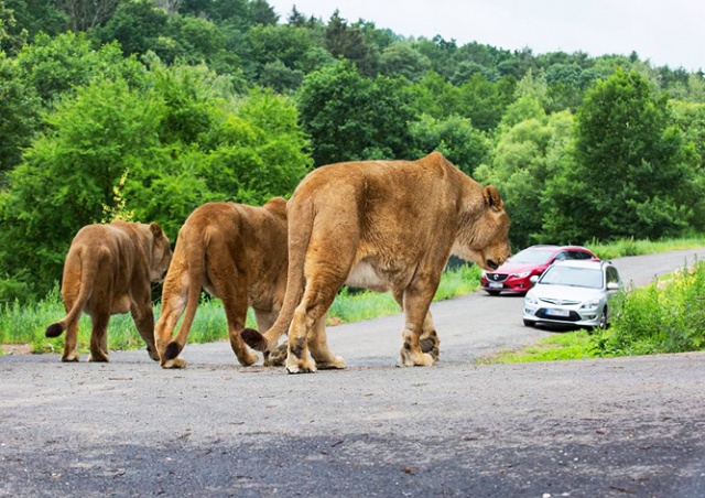 Единственное в Чехии сафари со львами вновь открылось для посетителей