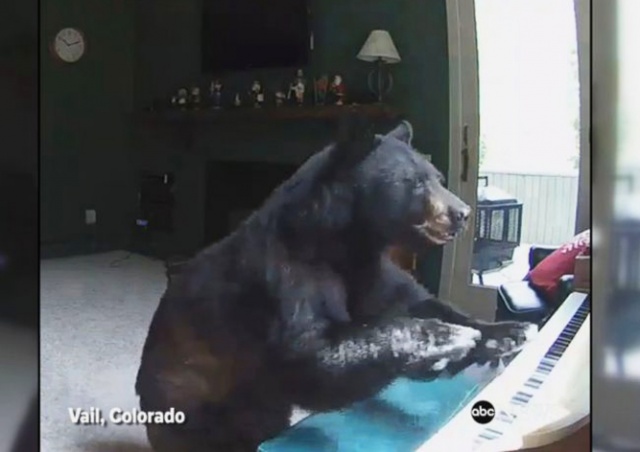 Непрошеный музыкант: медведь залез в дом и «сыграл» на пианино (видео)