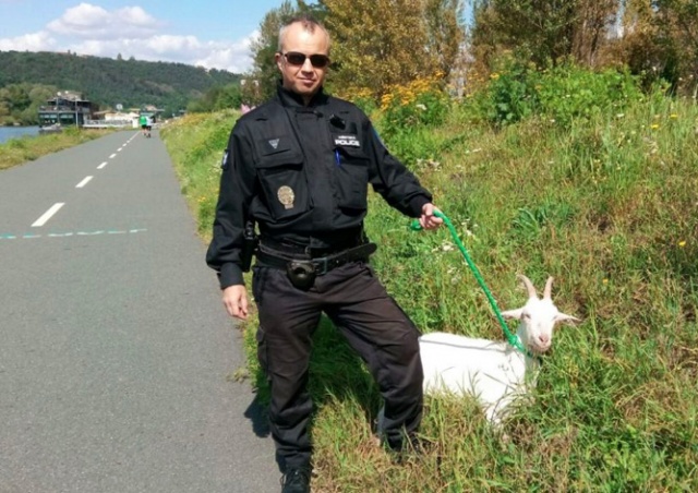 Пражские полицейские спасли из реки козу