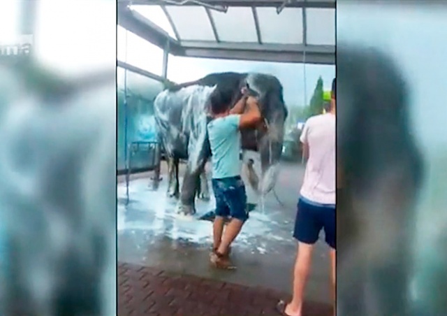 Работники чешского цирка искупали слона на автомойке: видео