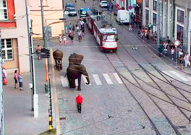 В Чехии по улицам слонов водили: видео