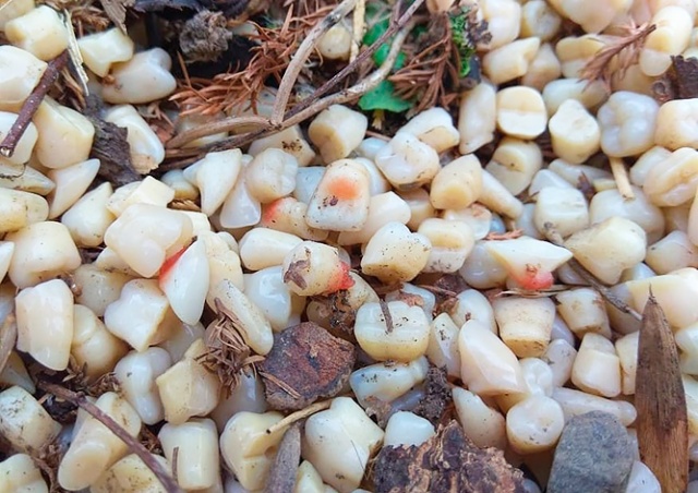 Жительница Чехии нашла в саду тысячи зубов
