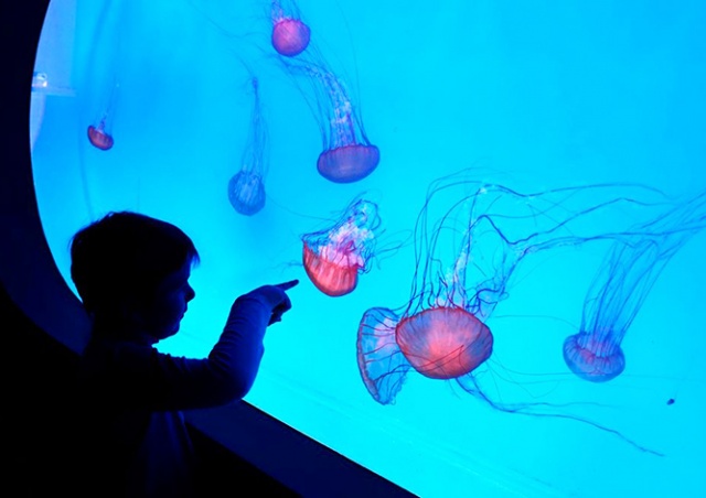 В Праге открылся крупнейший в Европе медузариум