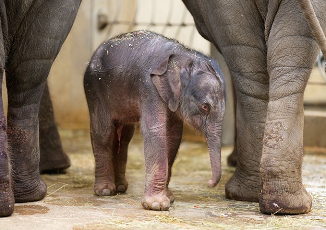 В Пражском зоопарке узнали пол новорожденного слоненка