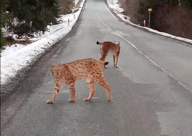 Рыси на дороге. Встреча с дикими животными. Рыси на дороге. Рыси на дороге. Дорога зверя.