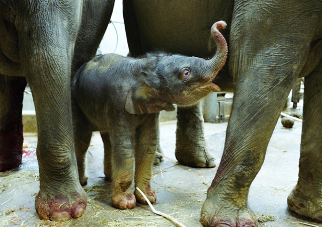 В Пражском зоопарке родился еще один слоненок