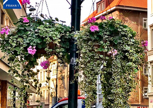  Прага-1 бесплатно раздаст всем желающим цветы в горшках