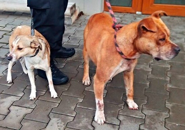 Забежавшие в секс-шоп собаки оказались «массовыми убийцами»