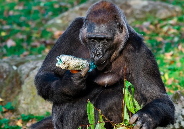 Еще две гориллы в Пражском зоопарке заразились коронавирусом