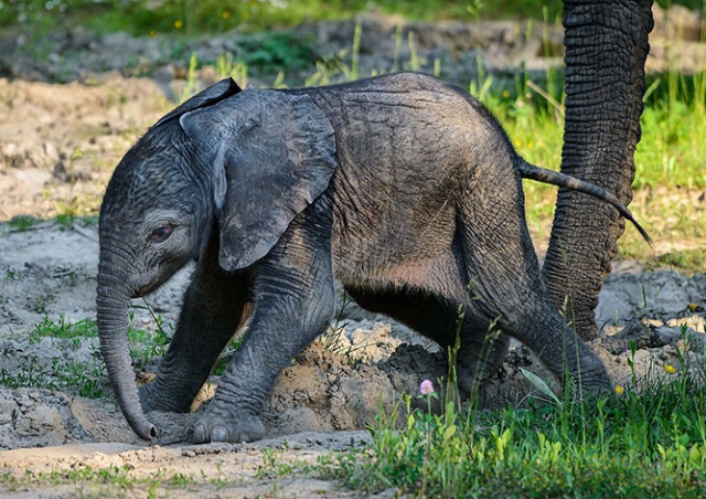В Чехии впервые родился африканский слоненок