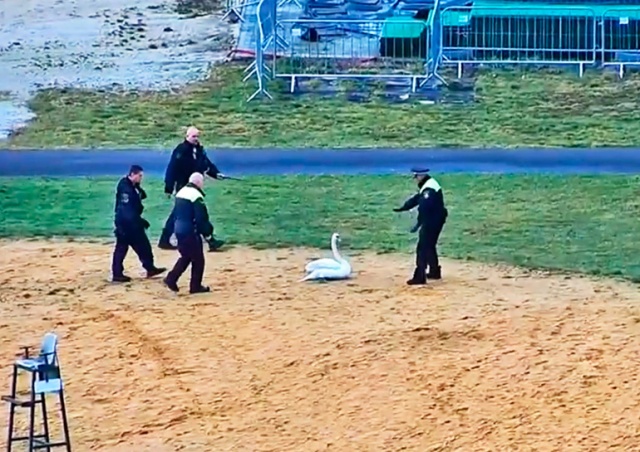 Доброе видео: как полицейские в Чехии лебедю помогли