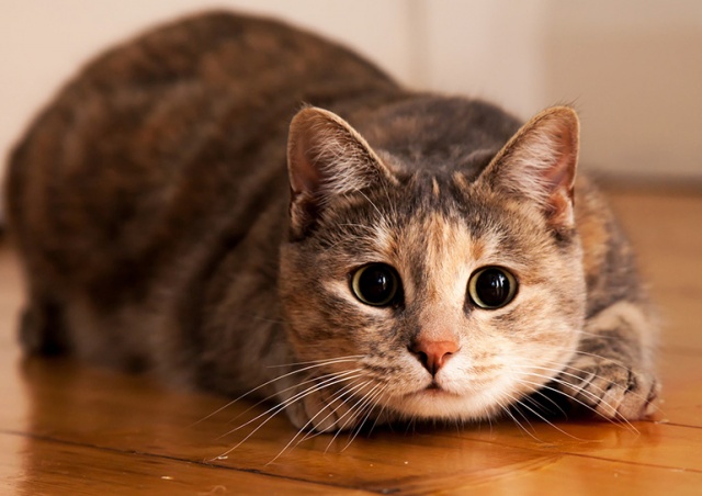 Международная федерация кошек ввела санкции против России