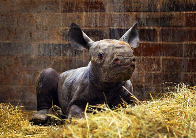 В чешском зоопарке родился редкий носорог. Ему дали имя Киев