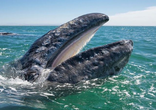 Серый кит «похитил» лодку с туристами: видео