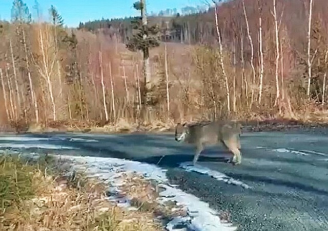 В Чехии лесник повстречал на дороге волка: видео