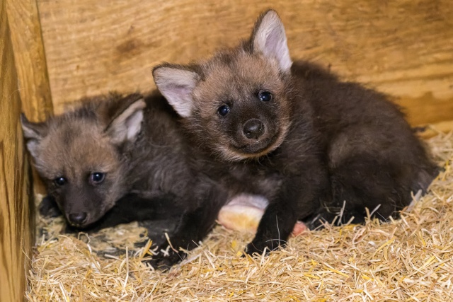 В Пражском зоопарке родились гривистые волчата