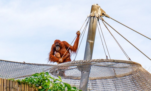 Пражский зоопарк сообщил подробности побега орангутанов