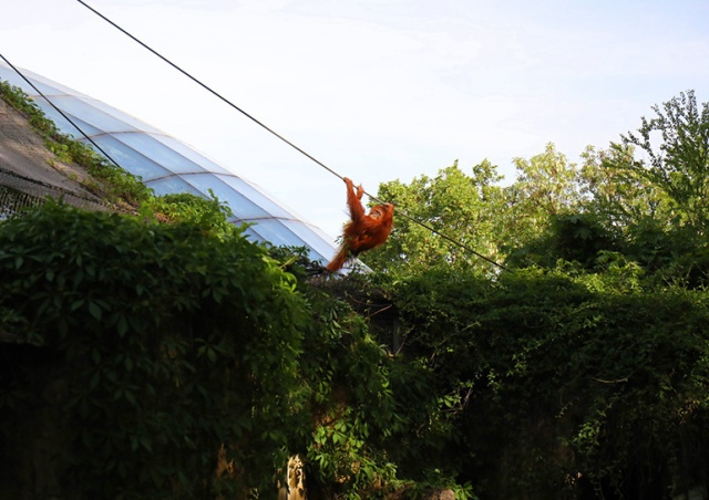 В Пражском зоопарке из вольера сбежали все орангутаны