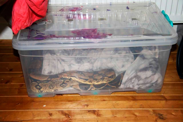В Чехии наркодилер хранил товар в коробке с живой змеей