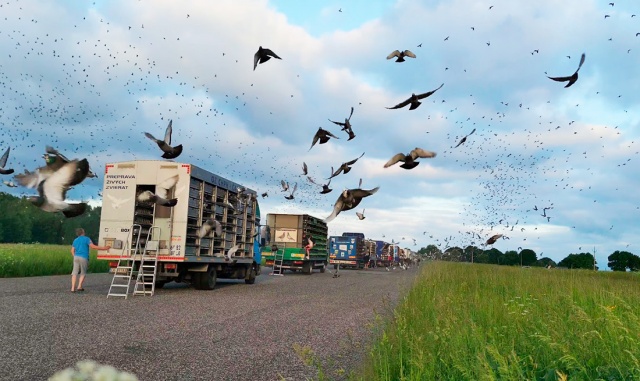 В Чехии 23 тыс. почтовых голубей поучаствовали в гонке через всю страну: видео