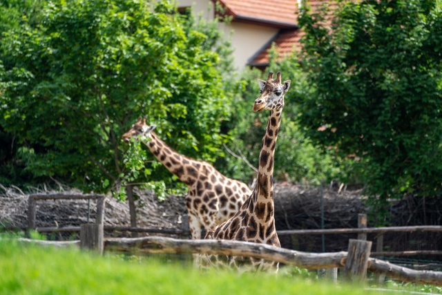 Сегодня отличники по предметам естествознания могут посетить «Пражский зоопарк» бесплатно