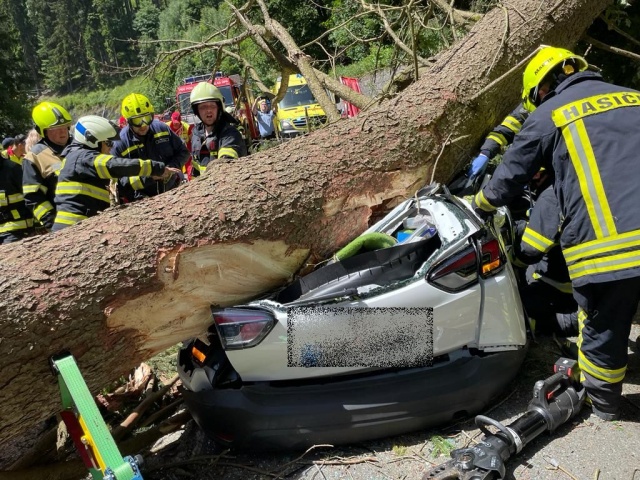 В Чехии дерево упало на проезжавшую машину: трое погибших