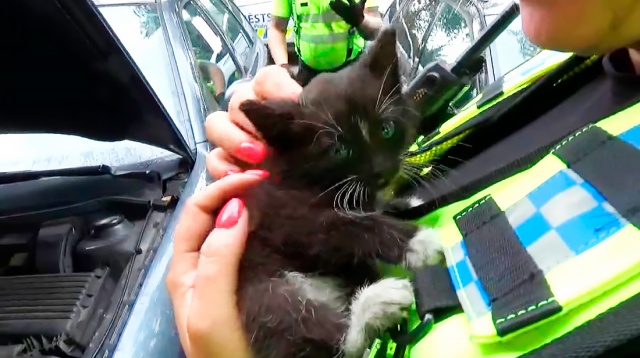 В Праге полицейские «разобрали» авто, чтобы спасти котенка: видео