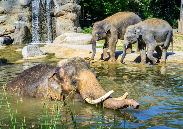 Отличники по предметам естествознания смогут посетить «Пражский зоопарк» бесплатно