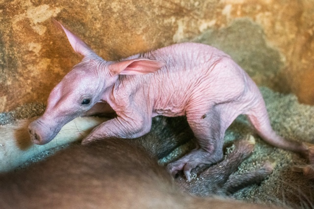 В Пражском зоопарке родился трубкозуб: видео