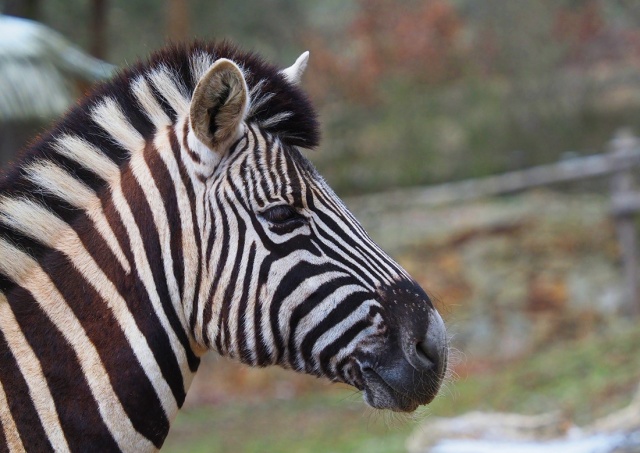 Из чешского зоопарка сбежали три зебры: видео