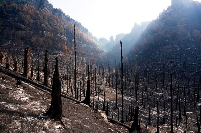 Опубликованы фото последствий пожара в «Чешской Швейцарии»