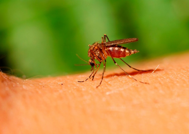 Уровень активности комаров в Чехии вырос до максимума