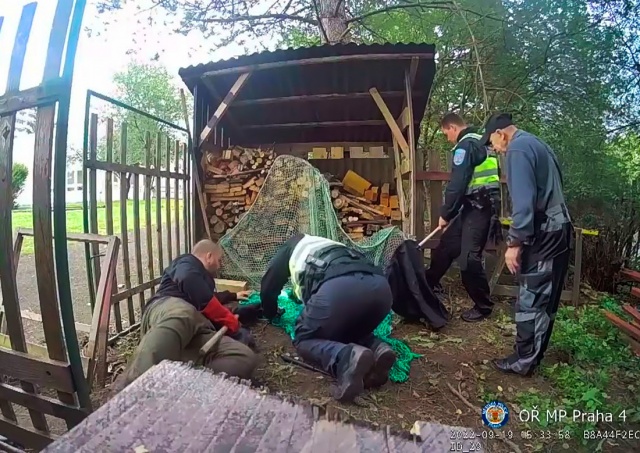 Полиция показала видео отлова сервала в Праге