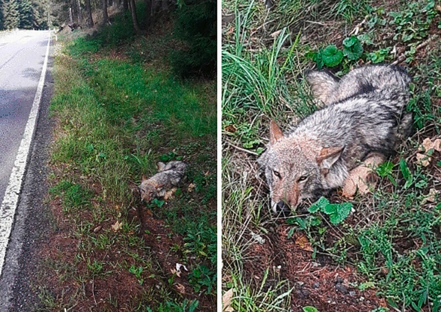 В Чехии грибники нашли раненого волка
