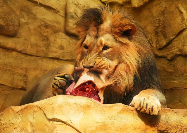 В чешском зоопарке больного жирафа скормили львам