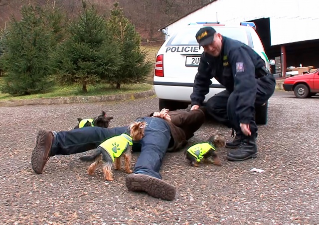 Умилительно: шуточное видео о службе йорков в чешской полиции