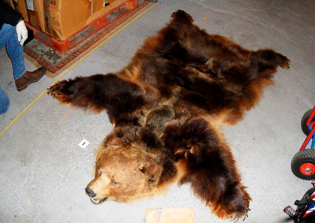 Житель Праги продавал в интернете шкуру медведя. Теперь ему грозит тюрьма