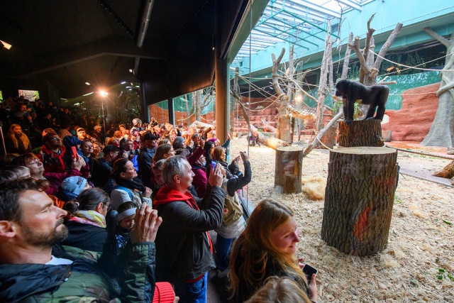 В Пражском зоопарке торжественно открыли новый павильон горилл