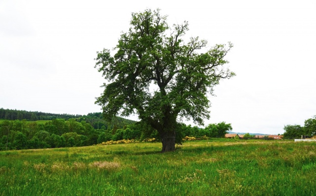 В Чехии выбрали самое красивое дерево 2022 года