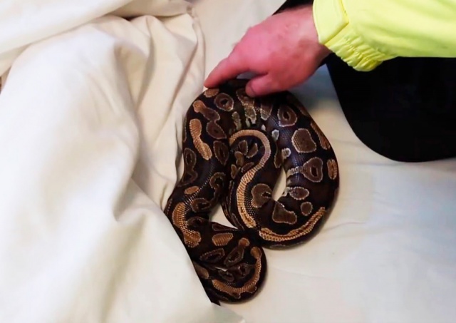 Сотрудники пражского отеля обнаружили в номере змей и кошку: видео