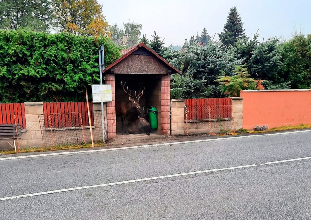В Чехии олени ждали помощи на автобусной остановке 