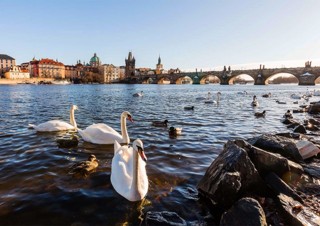 Жителей и гостей Праги призвали не кормить лебедей хлебом
