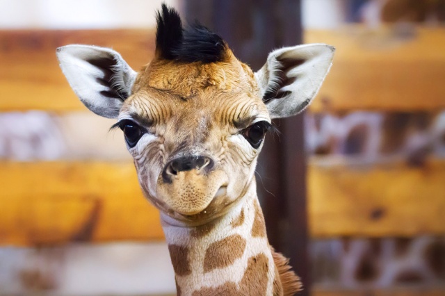 В чешском зоопарке родился редкий жирафёнок