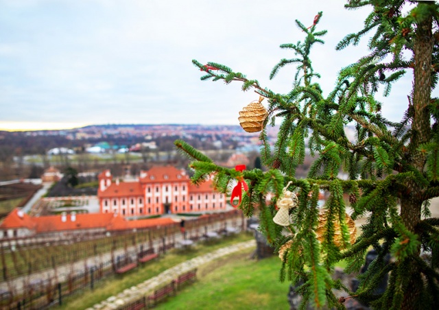 Посещение Ботанического сада Праги будет бесплатным до конца февраля