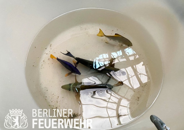 Несколько десятков рыб из лопнувшего в Берлине аквариума удалось спасти