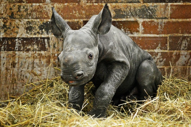 В чешском зоопарке родился редкий черный носорог – сестренка Киева