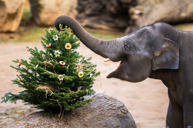 Дети могут бесплатно посетить «Пражский зоопарк» 24, 25 и 26 декабря