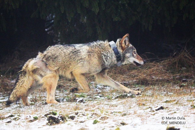 В Чехии история со сбитым волком получила неожиданный финал