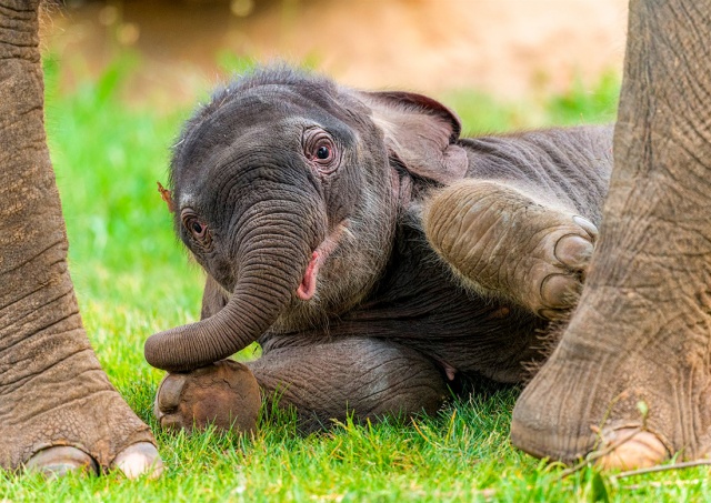 В Пражском зоопарке умер слоненок