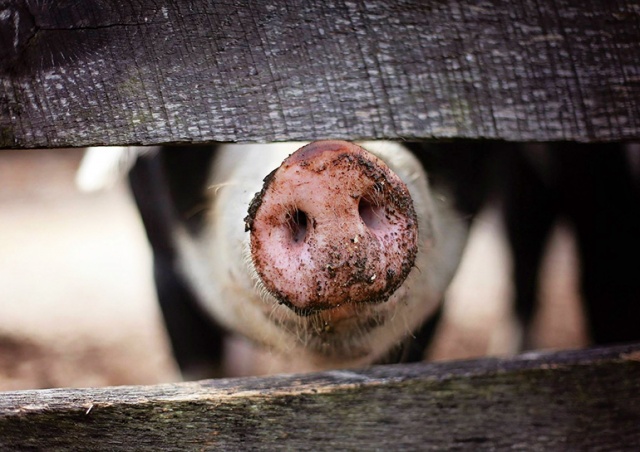 В Китае свинья убила мясника